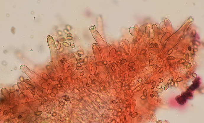 Inocybe pseudodestricta